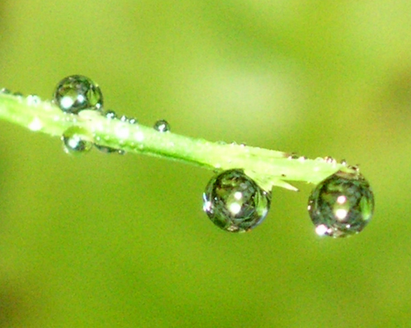 Natur